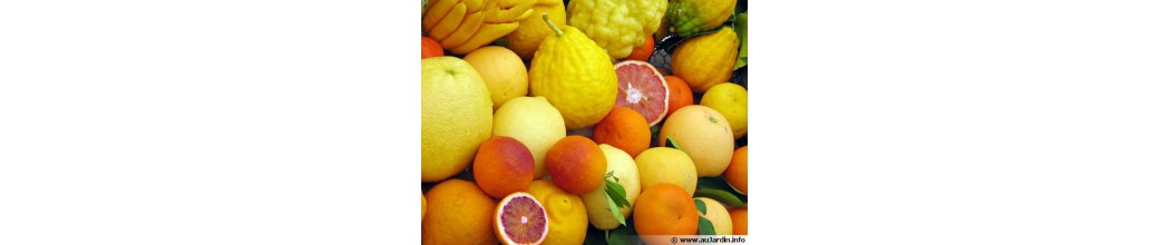 Fruits de type Agrumes avec livraison à domicile  ,Tanger,Casablanca supermarché en ligne Maroc