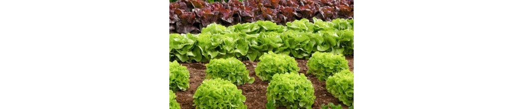 Salades et Herbes